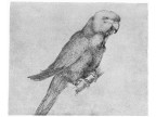 mwe07197  Albrecht Dürer  Papagei
