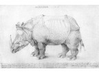 mwe07261 Albrecht Dürer  Rhinozeros