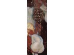 mwe12752  Gustav Klimt  Goldische